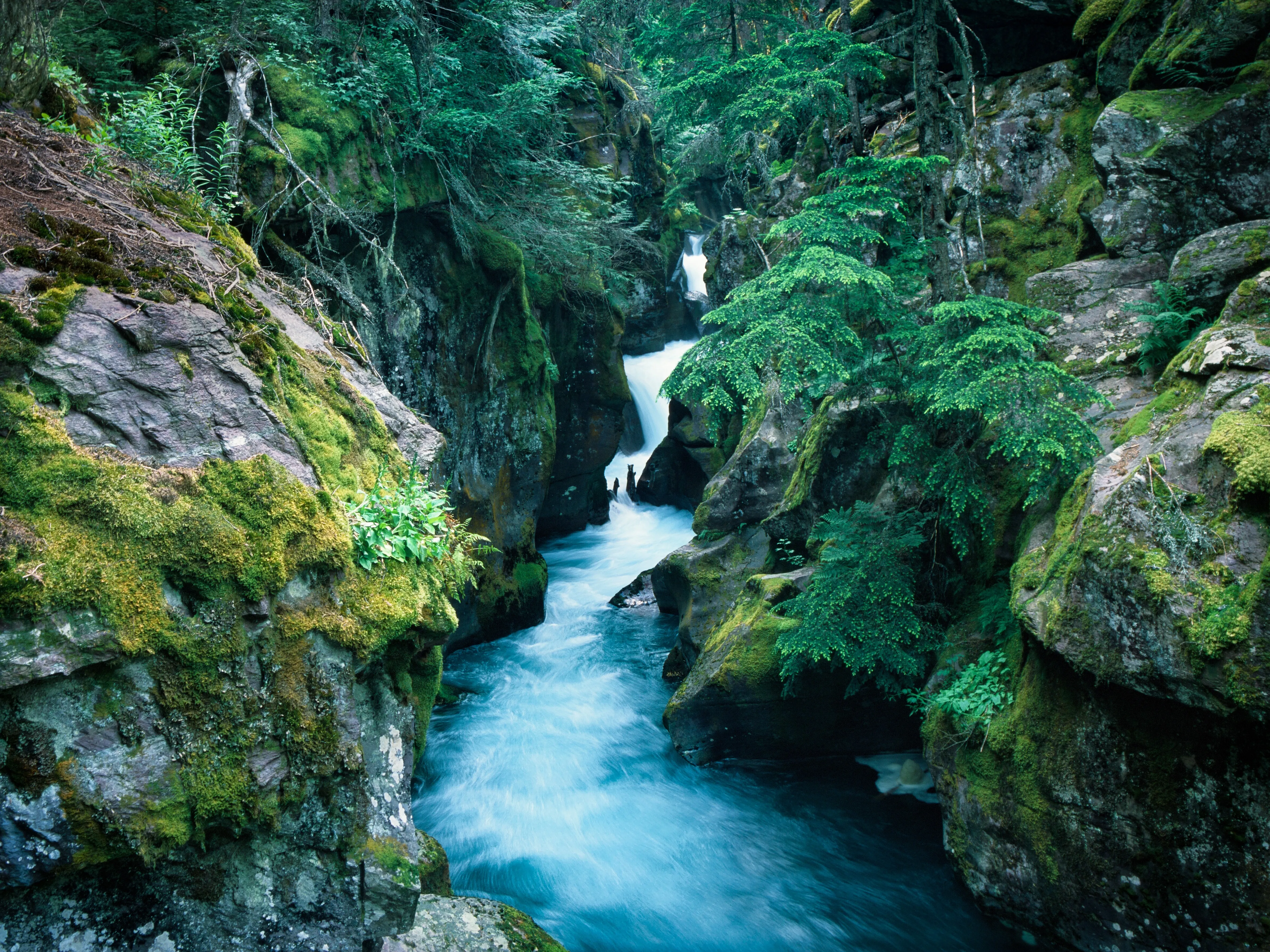 Glacial meltwater rushing through a mossy gorge