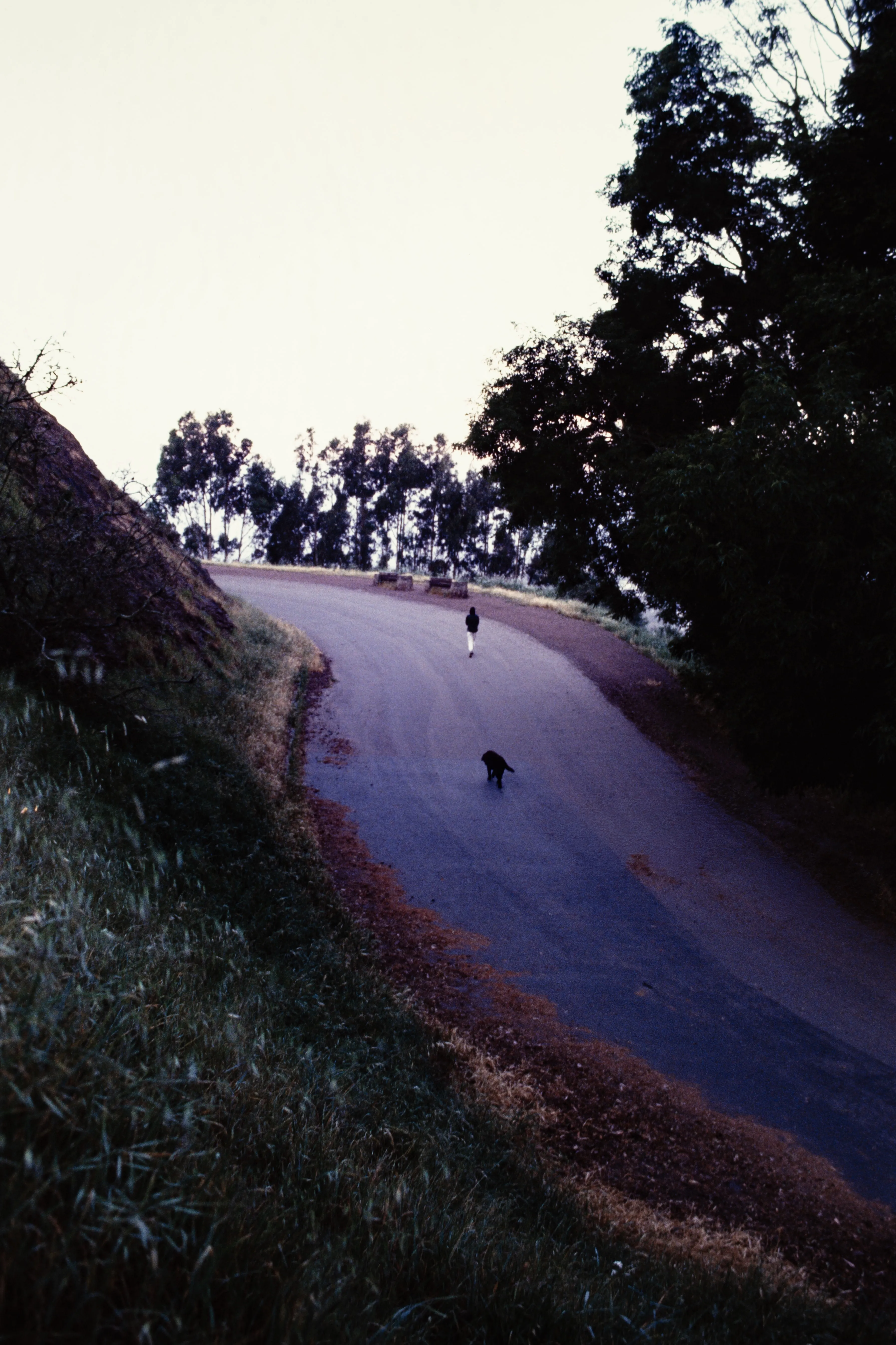 Figure walking up a curving country road with a small dog