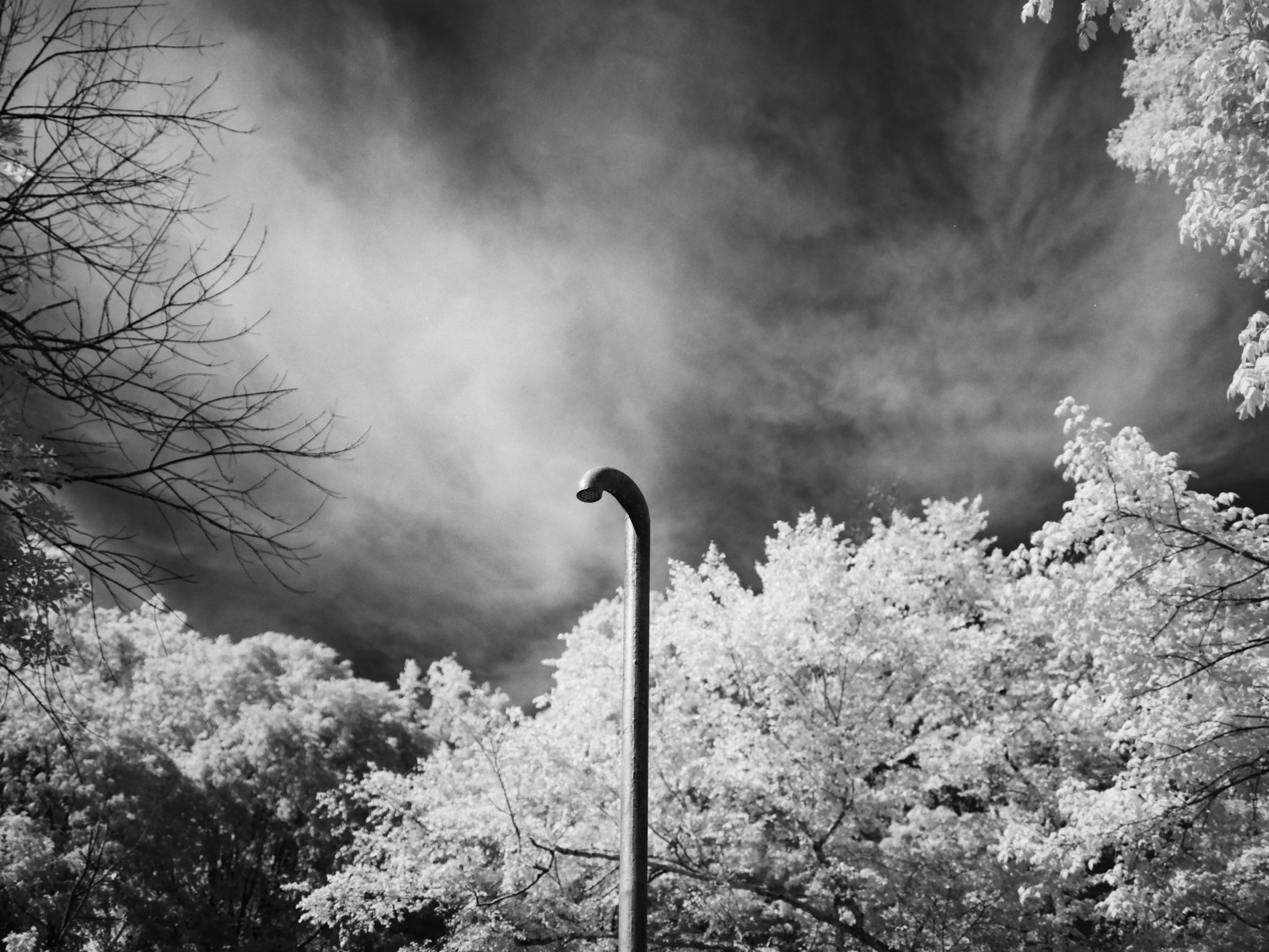 Curved-neck lamppost against dark sky, infrared-glowing foliage on either side