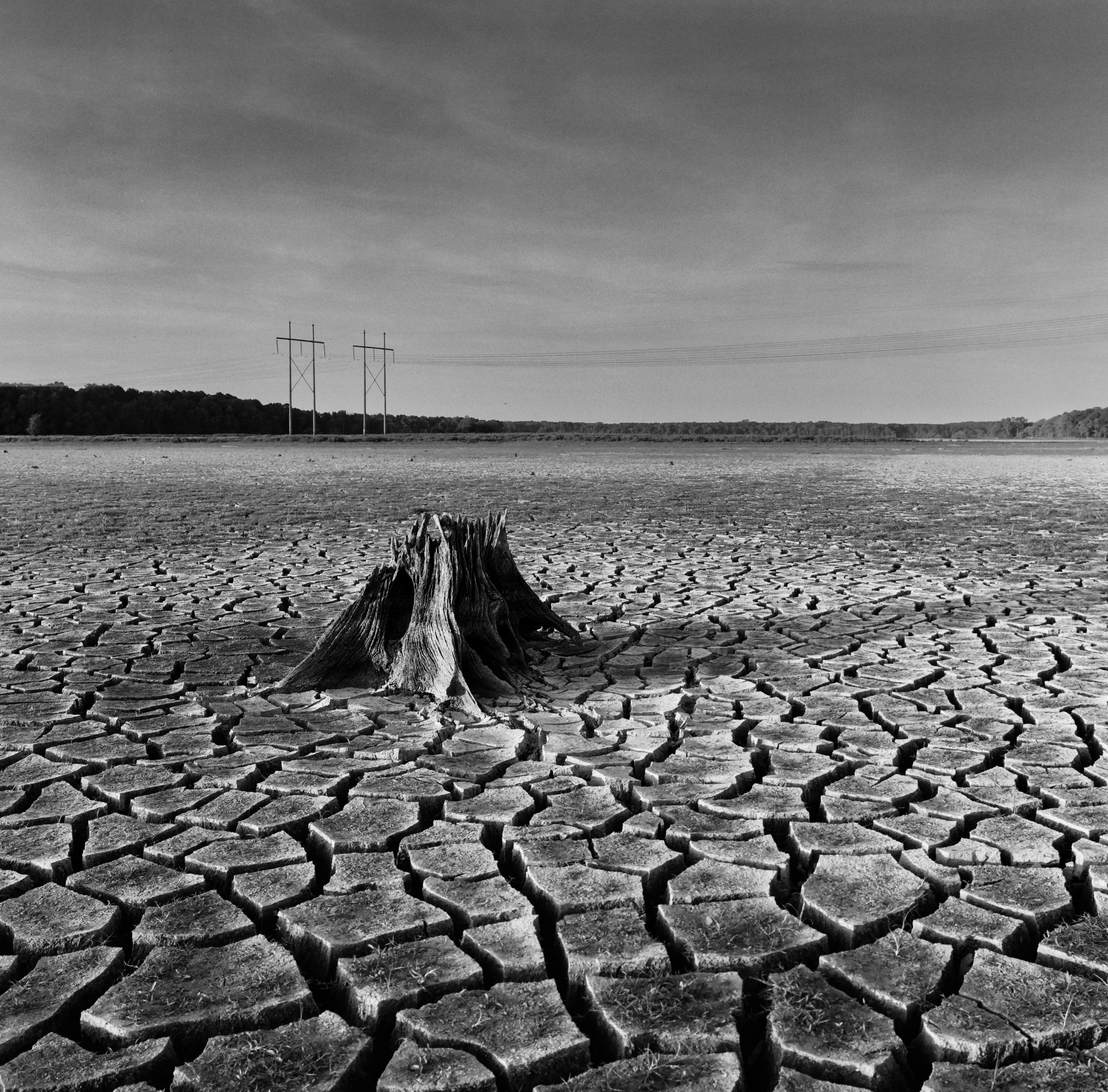 Cracked dry lakebed with a weathered stump, black and white