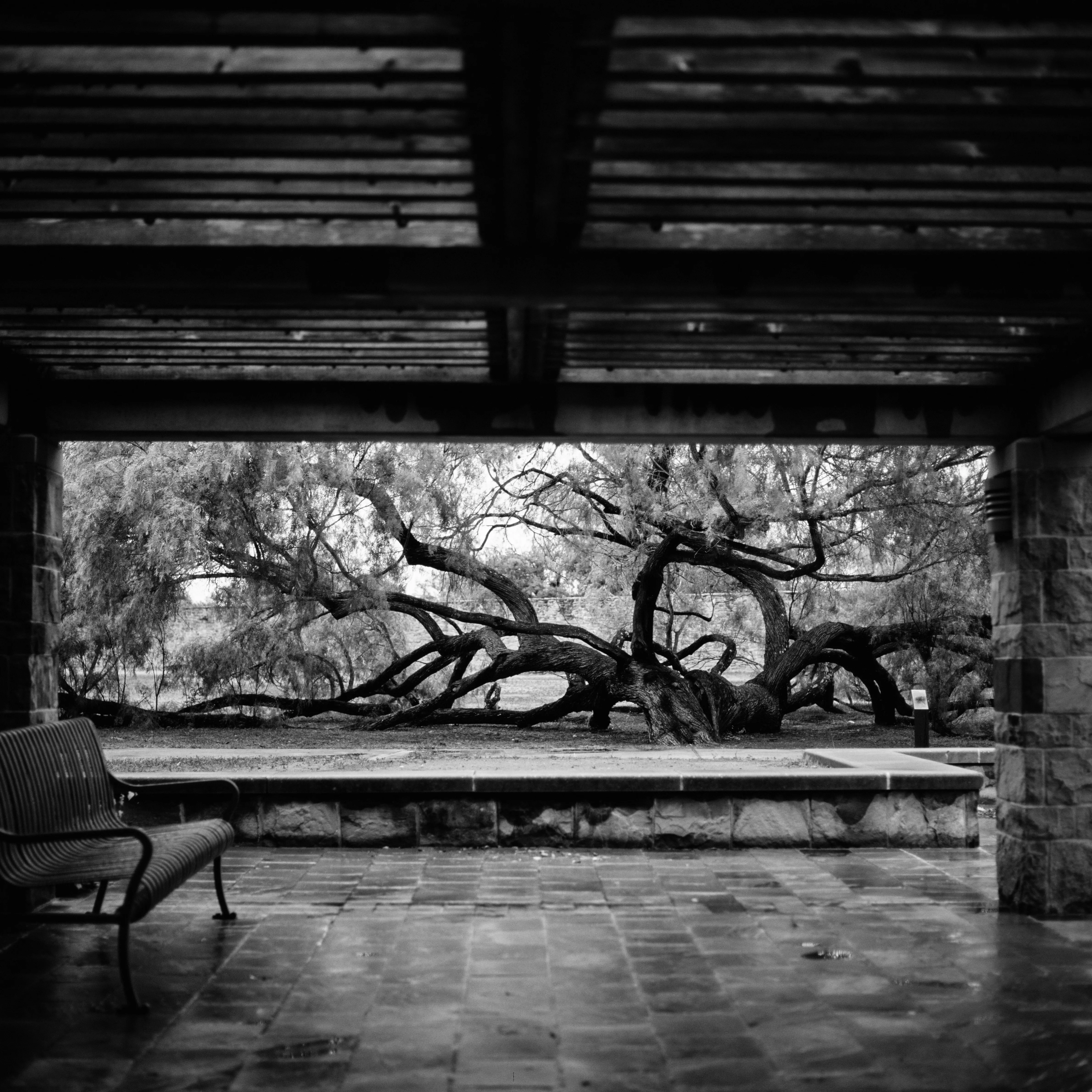 Sprawling mesquite framed by pavilion, bench and wet stone, black and white