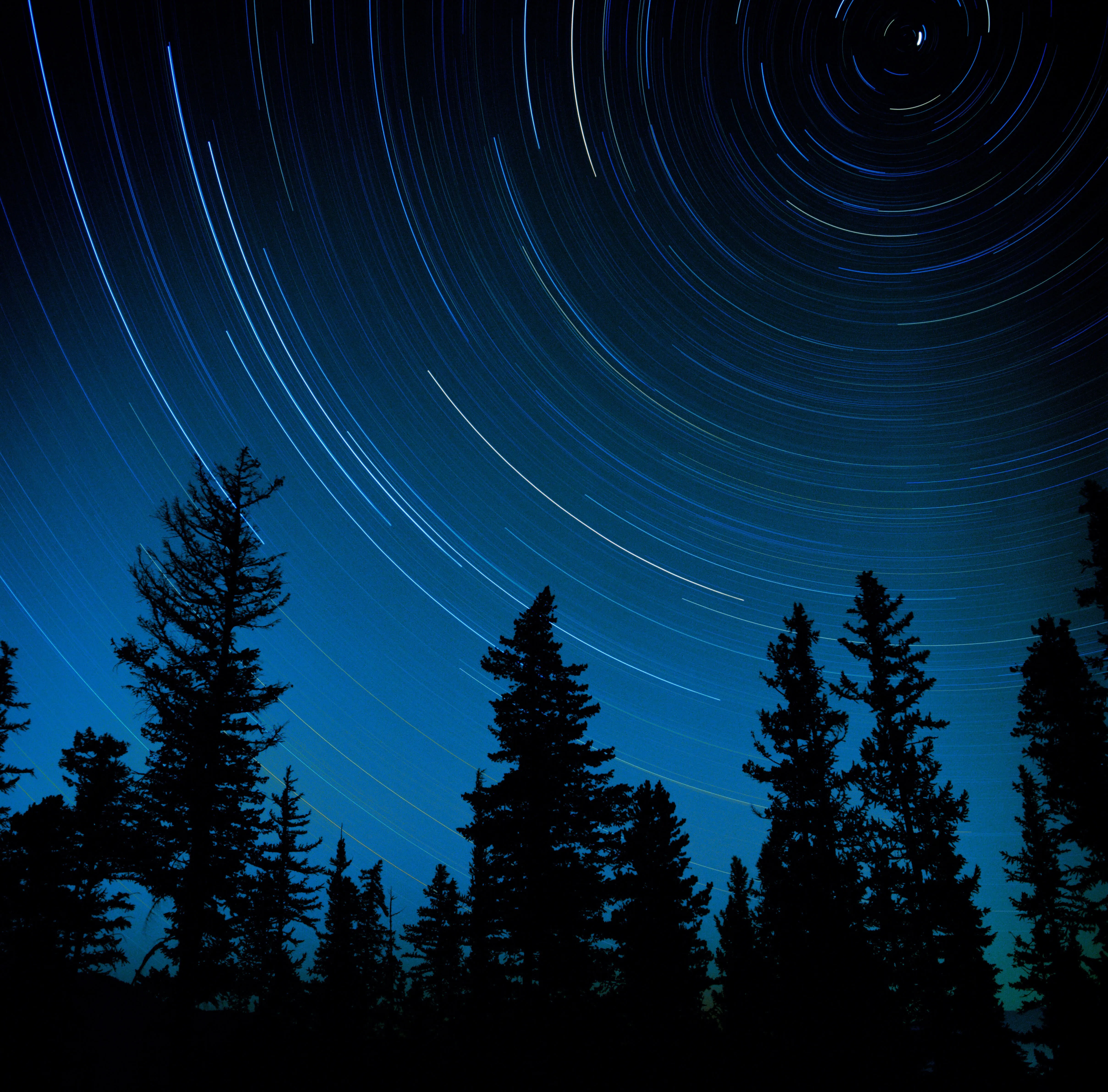 Star trails circling above silhouetted pines, deep blue night